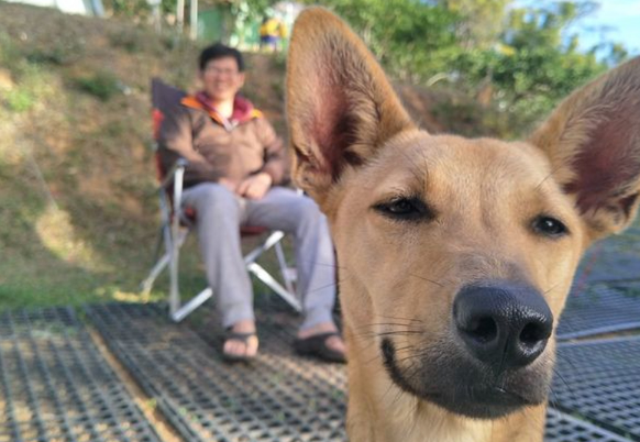 唐狗突然冲入全家福镜头,顿时爱犬成最大亮点