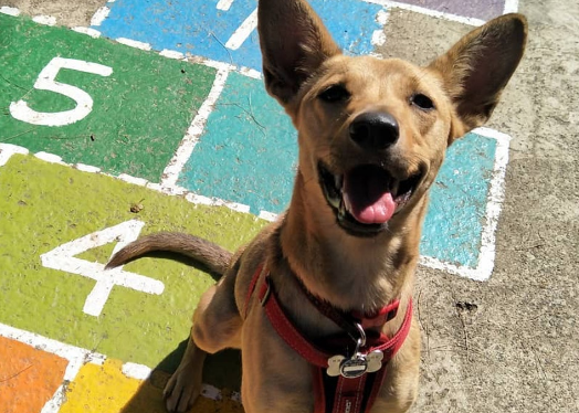 唐狗突然冲入全家福镜头,顿时爱犬成最大亮点