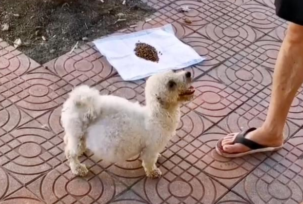 流浪狗肚子鼓成球，竟自己上门求助，结果让人心疼