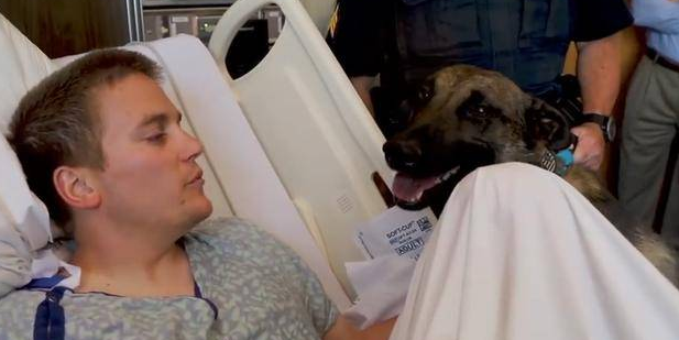 警犬3天不见搭档，激动得一直想扑上去！简直跟普通狗狗一样