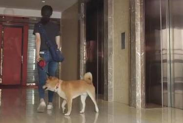 主人带狗狗无法坐电梯，只为顾及他人感受，等好久后直到……