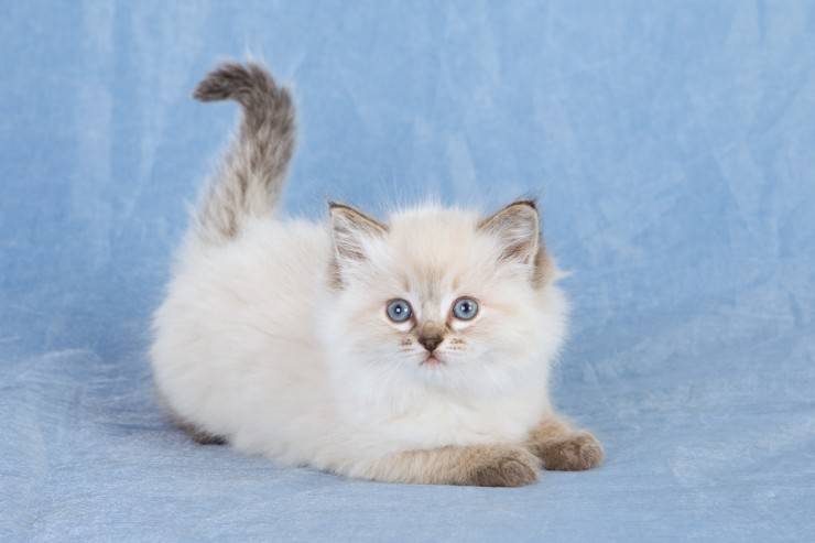 小布偶猫萌死了