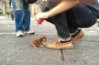 小奶狗走到路人脚下,伸出爪子挡路的模样萌化了,恭喜碰瓷成功!