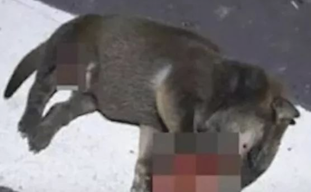 二只幼犬被丢在马路边，蛆虫爬全身，其中竟……