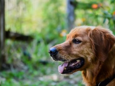 深色金毛犬图片