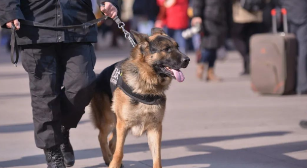 警犬考核失败，狗狗把自己关在院子里，带球跑了整整2个小时
