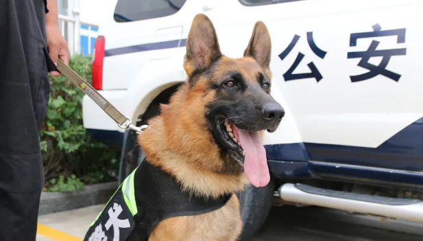 警犬考核失败，狗狗把自己关在院子里，带球跑了整整2个小时
