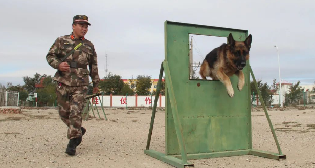 警犬考核失败，狗狗把自己关在院子里，带球跑了整整2个小时