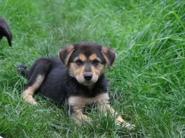 草地上小宠物犬图片