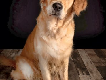 纯种金毛寻回犬图片