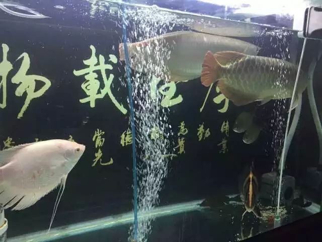 养鱼三板斧:升温对鱼有什么好处?