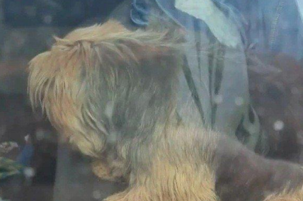 小狗被主人困车内中暑奄奄一息，猛男抄起巨斧怒砸车窗营救