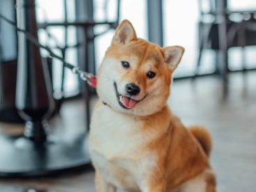 坐在地板上的柴犬图片