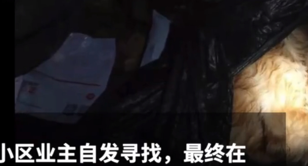 男子深夜醉酒后虐狗，女儿目睹全过程，女儿哀求：爸爸，狗狗死了