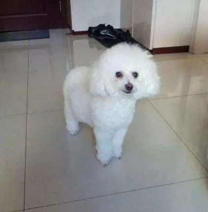 泰迪太浪不慎意外怀孕,生下了一窝小狗崽,主人一看当场无语