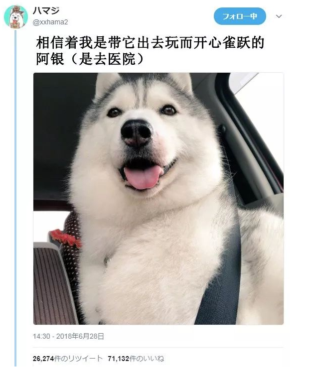 只是去了趟医院，这只狗砸一下子就老了十岁！