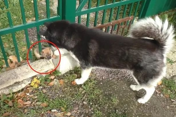 二哈在废弃工厂发觉3只小奶狗，主人刚想抱走，結果狗妈来啦