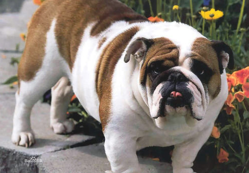 斗牛犬最受欢迎的前十名英文名字排名榜，想给小狗取个外国名字吗？