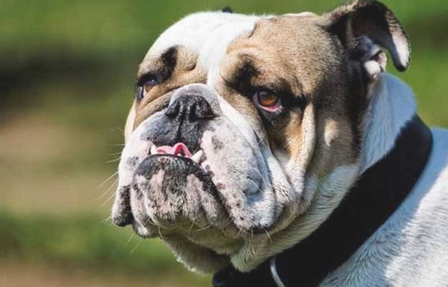 斗牛犬最受欢迎的前十名英文名字排名榜，想给小狗取个外国名字吗？