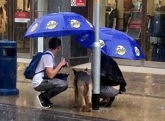 粗心主人狗狗丢路边光洁 好心人雨中撑伞