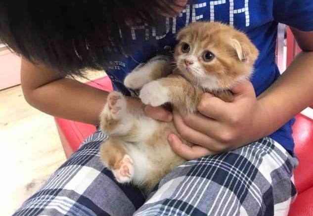 不老男神林志颖儿子kimi趴在地上和宠物猫对视，人比猫萌！
