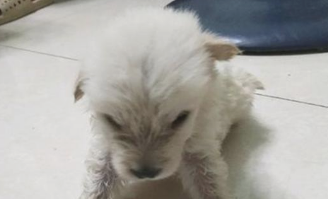 从捡破烂老人手上抱回家只漂泊小奶狗，女生养一年后，真是美到不行