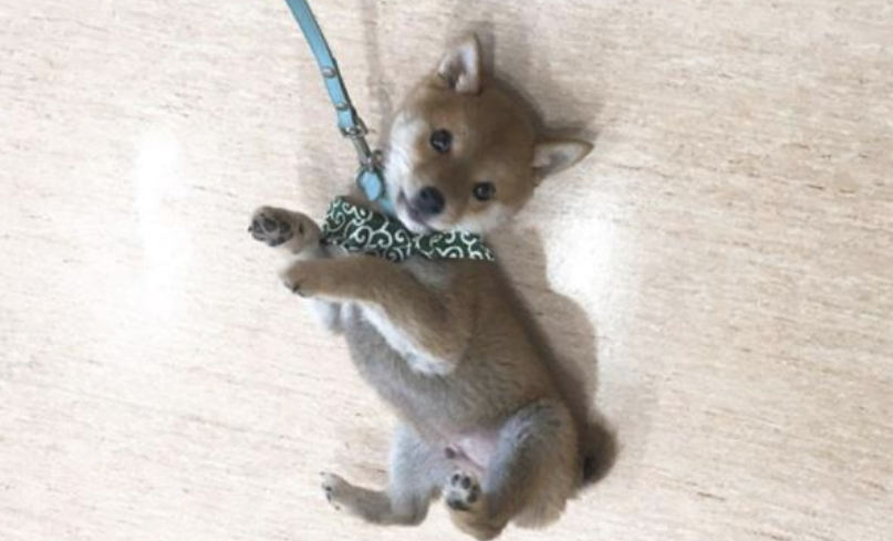 小柴犬第一次外出,它倒在地面上耍赖,网民:呆萌了