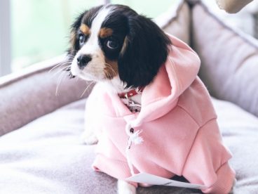 可爱伯恩山幼犬图片