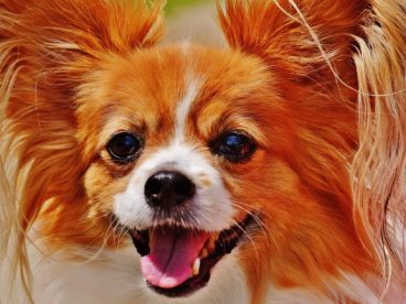 可爱的蝴蝶犬图片