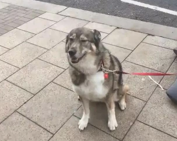 小伙子带狗子外出，把狗拴广告牌子入店点单，下面的画面让众人笑趴