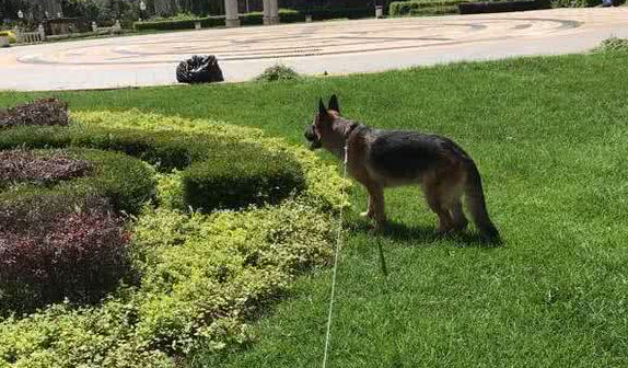 两年半的德牧犬，居然成了一只杀手，伤心