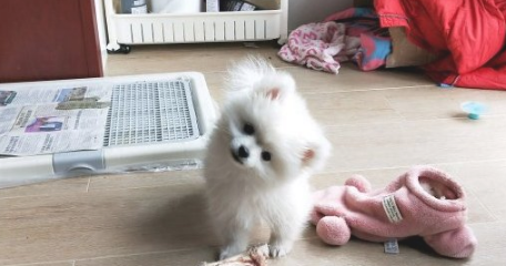 网友被博美看不上了,家中那么乱都不收拾,狗:还比不上个狗窝