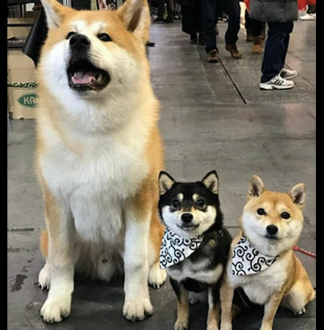 6个月大的秋田犬,看上去好像二只柴犬的母亲,身型差别也太大