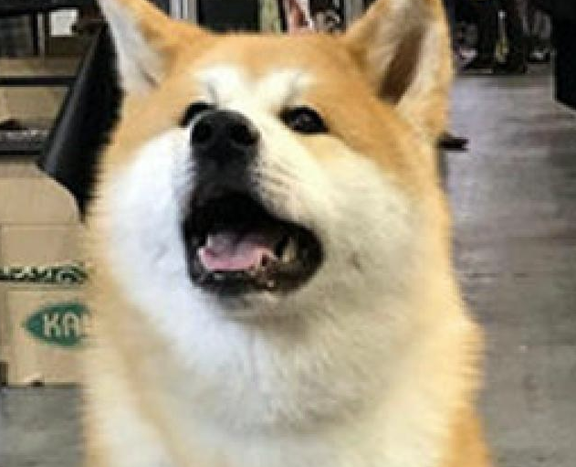 6个月大的秋田犬，看上去好像二只柴犬的母亲，身型差别也太大