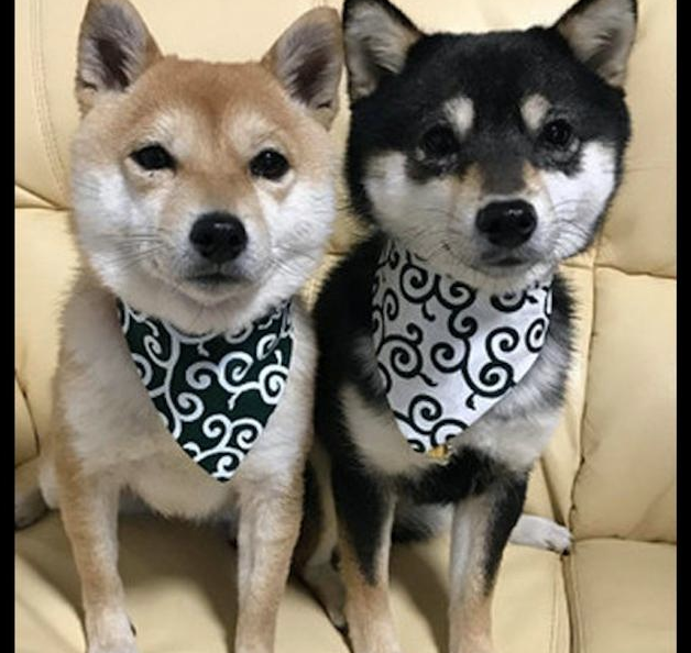 6个月大的秋田犬，看上去好像二只柴犬的母亲，身型差别也太大