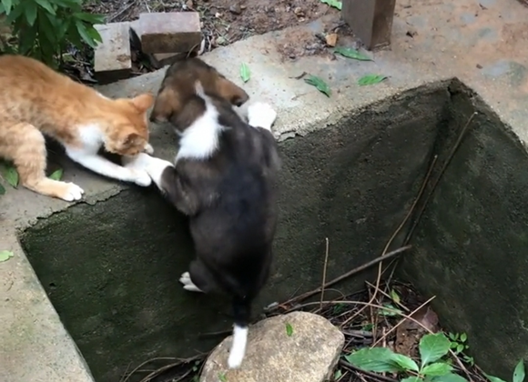 看到猫咪和狗子的神仙友情,网友们直呼慕了慕了……
