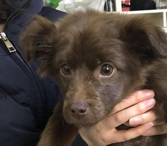 女生喂流浪犬一次就一直心心牵挂着，再碰到它时，这下兴奋坏掉