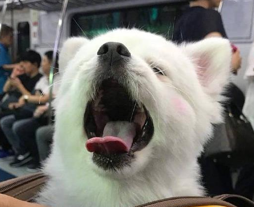 狗狗睡醒探出头,发现周围人都在看它,马上露出笑容超级萌