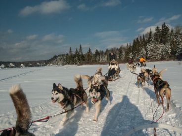 冬天雪地雪橇狗图片