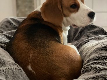 成年比格猎犬图片