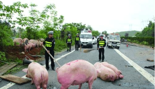 正常开车撞了狗，千万别这样做：抓住后扣12分罚款2000元！