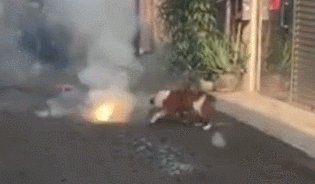 狗狗踩已经点燃的爆竹，狗狗：谁跟我抢跟谁急！