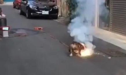 狗狗踩已经点燃的爆竹，狗狗：谁跟我抢跟谁急！
