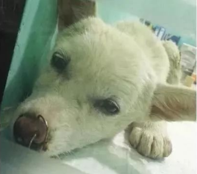 流浪狗被几个人虐待，好心人救下狗狗，送医检查竟取下30多个鱼钩……