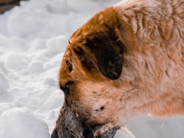 狗狗吃雪图片