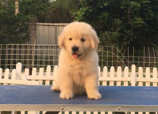 金毛站在高空正高兴，忽然小猫跳上来，狗：你真厉害