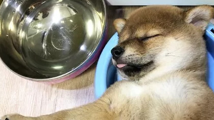 小柴犬吃饱后直接在自己的饭盆里睡着了，小模样萌炸了.....
