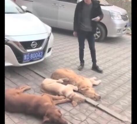 三只金毛狗狗敲诈小轿车车主,规定赔许多食材,车主通电话警报