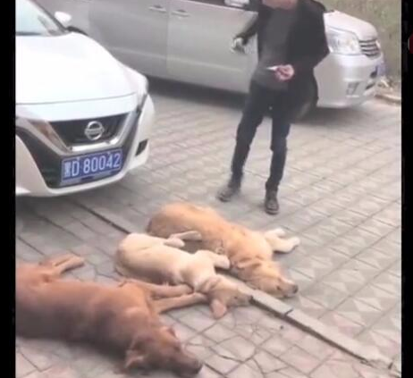 三只金毛狗狗敲诈小轿车车主,规定赔许多食材,车主通电话警报