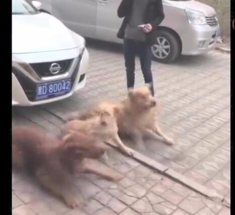 三只金毛狗狗敲诈小轿车车主,规定赔许多食材,车主通电话警报